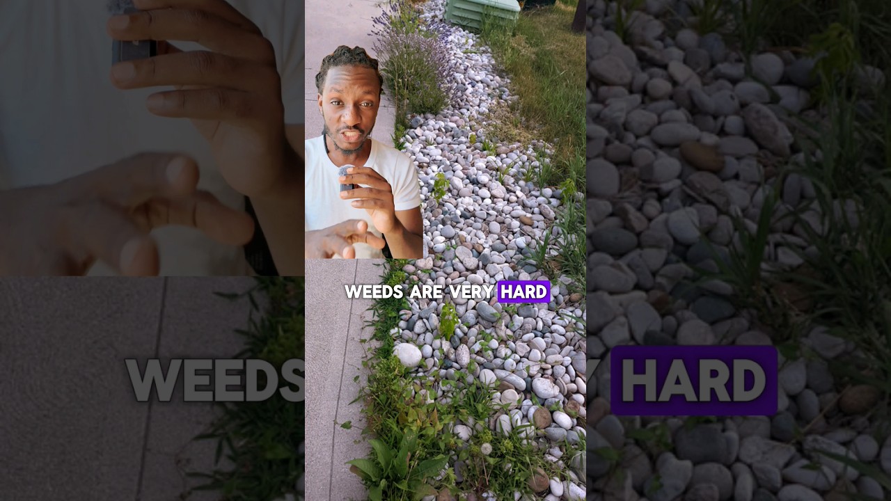 Get rid of that weed in your Rock garden #diylandscaping