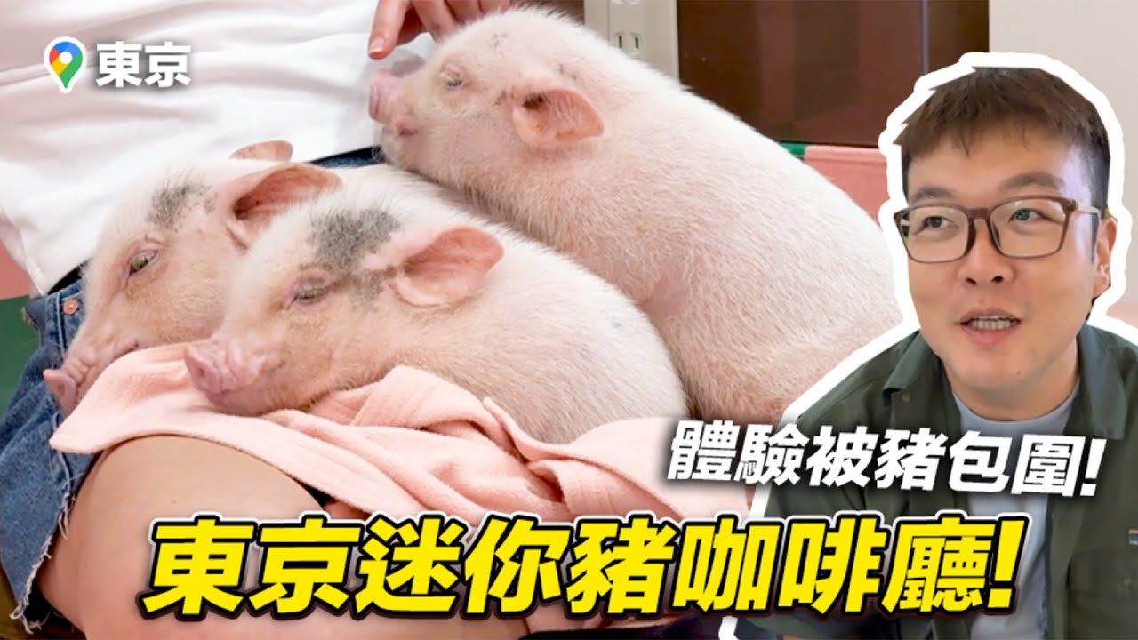 【東京迷你豬咖啡廳！體驗被豬包圍！】志銘與狸貓