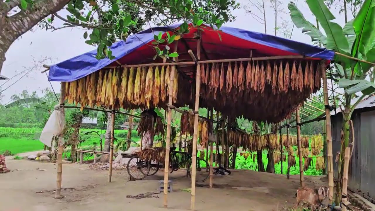 হাত বান্ধিবি পা বান্ধিবি মন বান্ধিবি কি দিয়া | Hat Bandhobi Pa Bandhobi Mon Bandhobi Ki Diya😞
