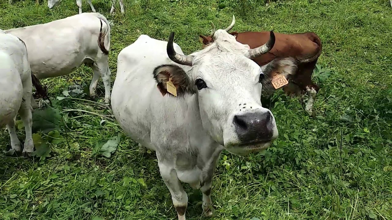 Le mucche tornano sugli alpeggi! Estate 2018, le mucche tornano nei pascoli in Valle Soana