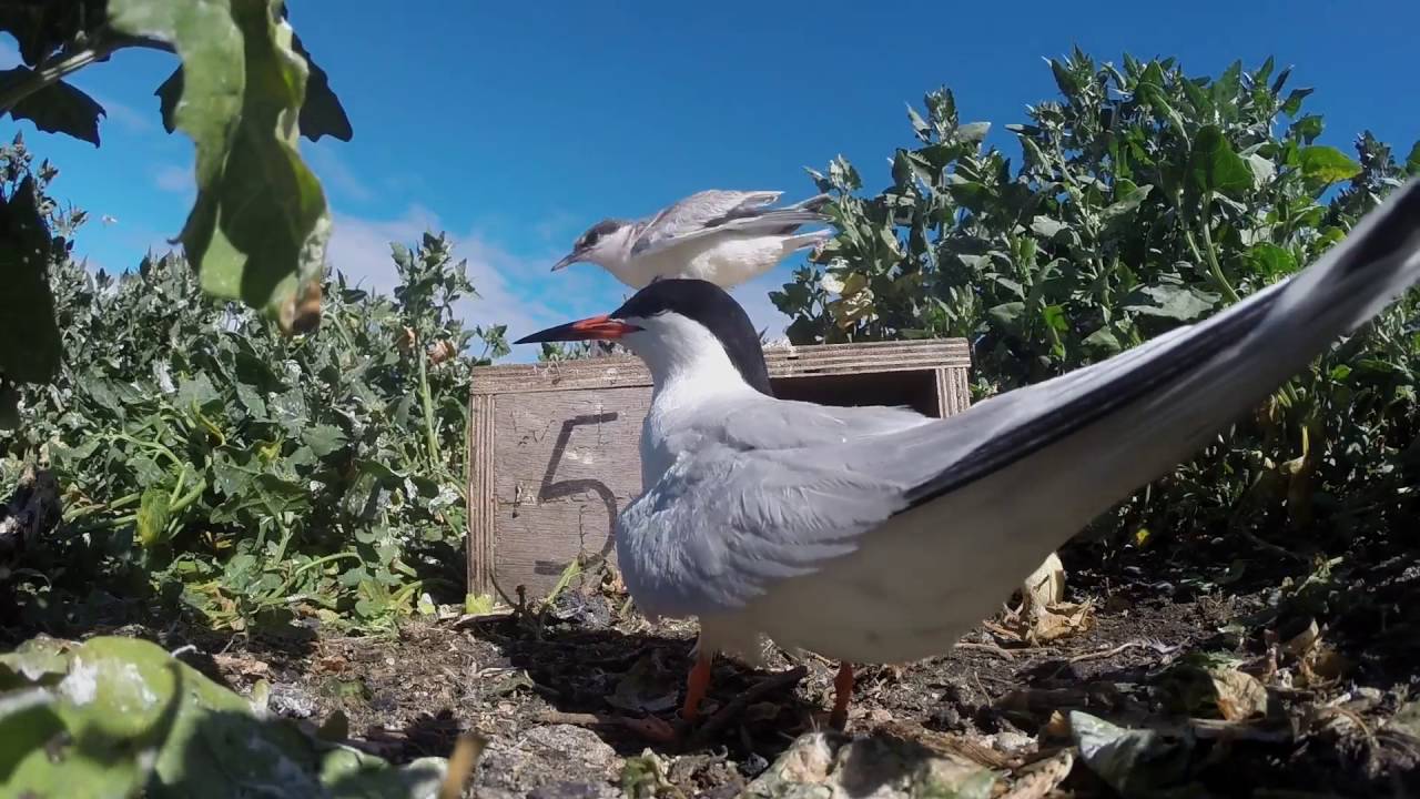 Roseate Tern chick practicing flying skills
