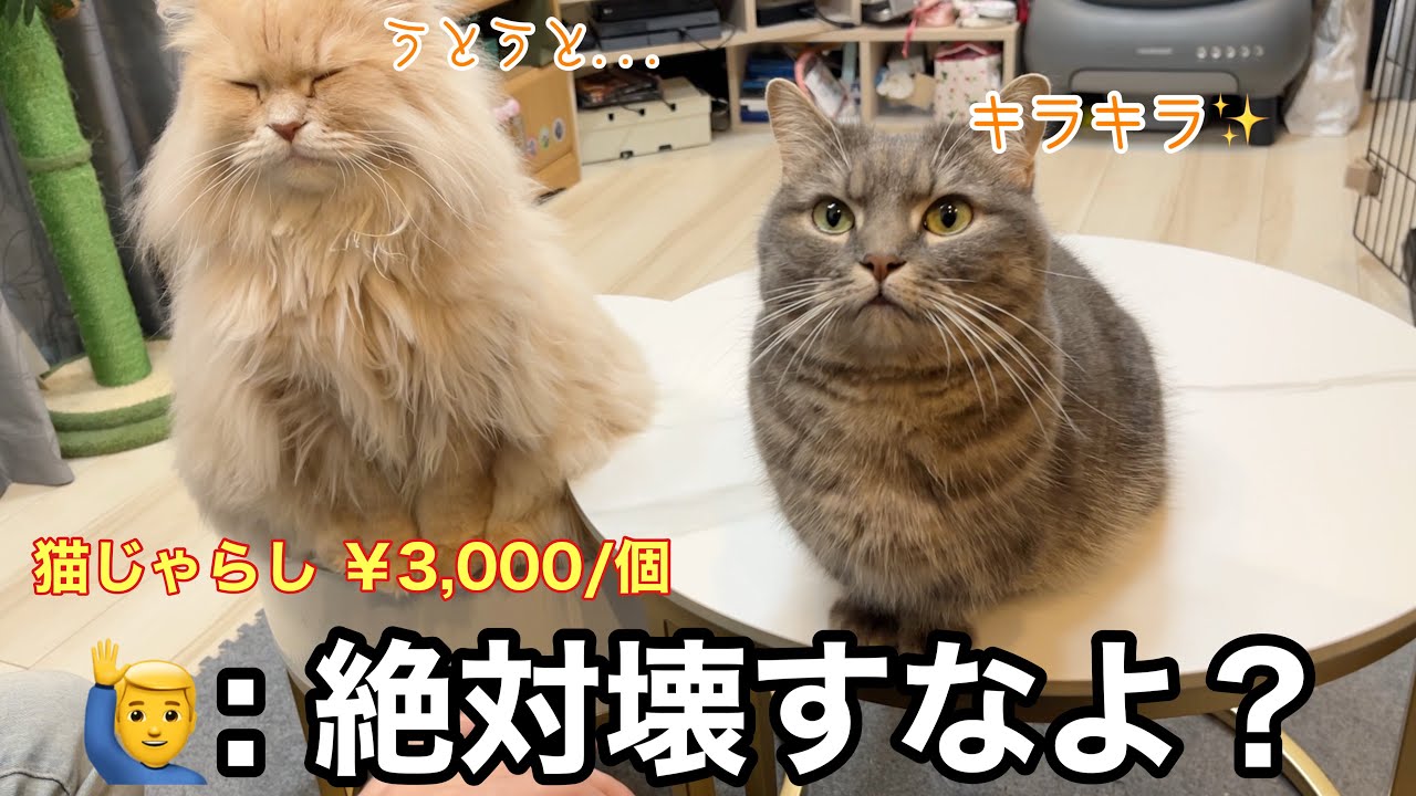 先攻はアクア！後攻はフランマ！最高級の猫じゃらしで遊ばせてみた！