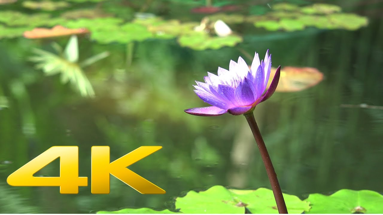 Tokyo The Beautiful - 4K Ultra HD