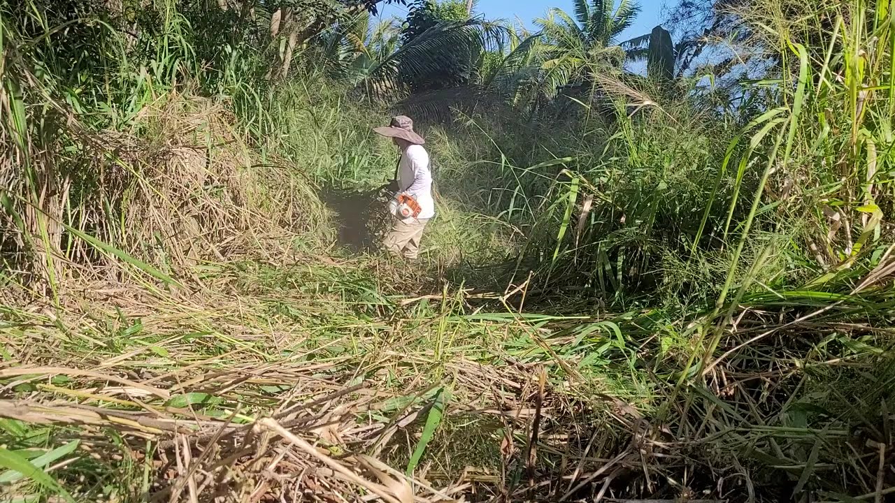 Weed Eating Massive 8ft Tall Grass on the Big Island of Hawai'i