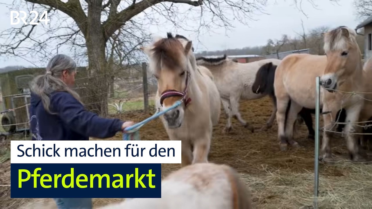 Seit 100 Jahren: Der Pferdemarkt in Creglingen | BR24