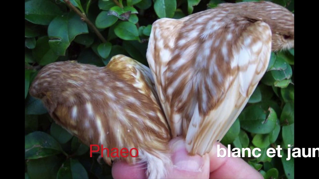 كيفية إنتاج طفرة الفايو  إينو  بطريقة صحيحة الجزء الخامس