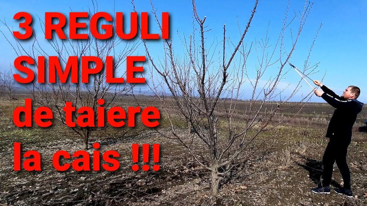 Cum să obții fructe de cais, de cîte 150 GRAME fiecare, și să te bucuri de un pom sănătos [2021]