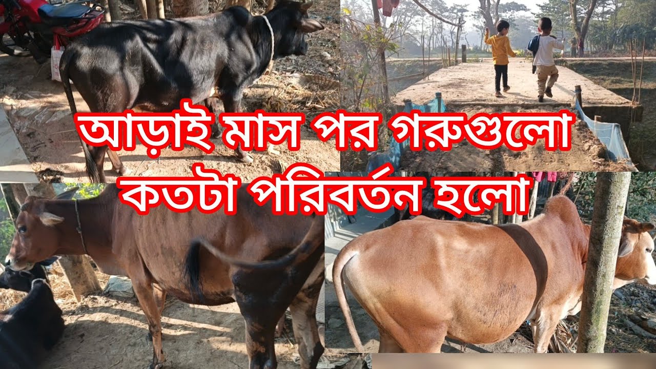 আড়াই মাস পর দুলাভাইয়ের গরু গুলো দেখতে আসলাম। @VillageAgro25 