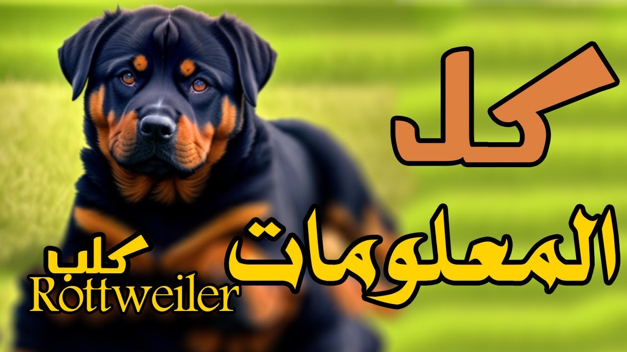 كل المعلومات اللي محتاج تعرفها عن كلب الروت وايلر لو بتفكر تشتريه
