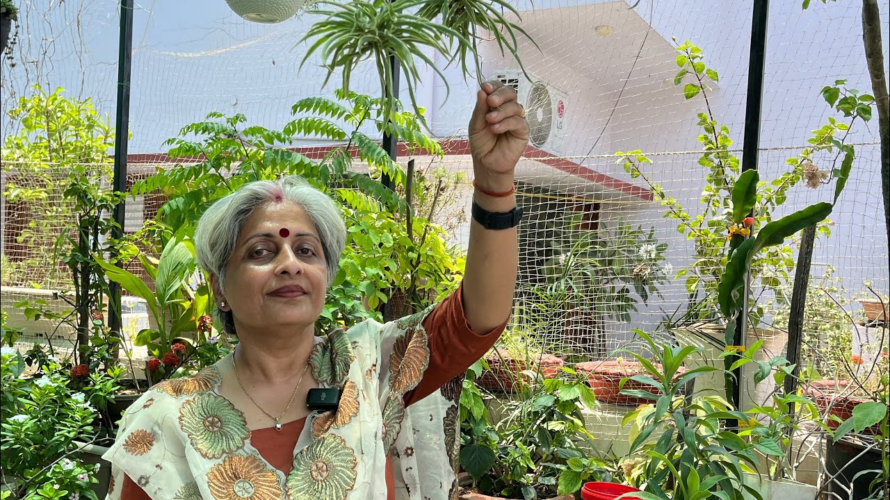 मेरे गार्डन के हर कोने में है पक्षियों का बसेरा 🐦🕊️🕊️ Bird Watching with Gardening 🧑‍🌾
