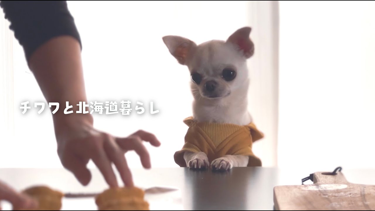 【秋の手作り犬おやつ🍠】めっちゃ厳しいチワワと作る簡単スイートポテト