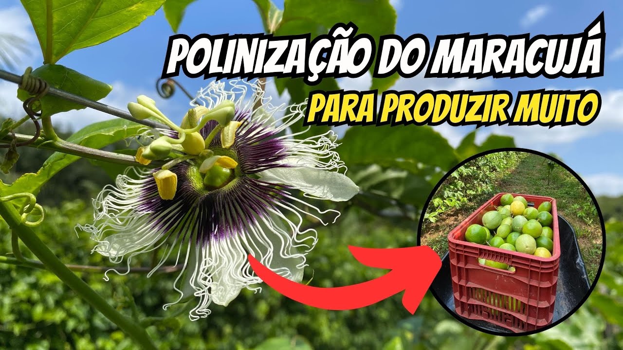 Como fazer a polinização manual do maracujá corretamente