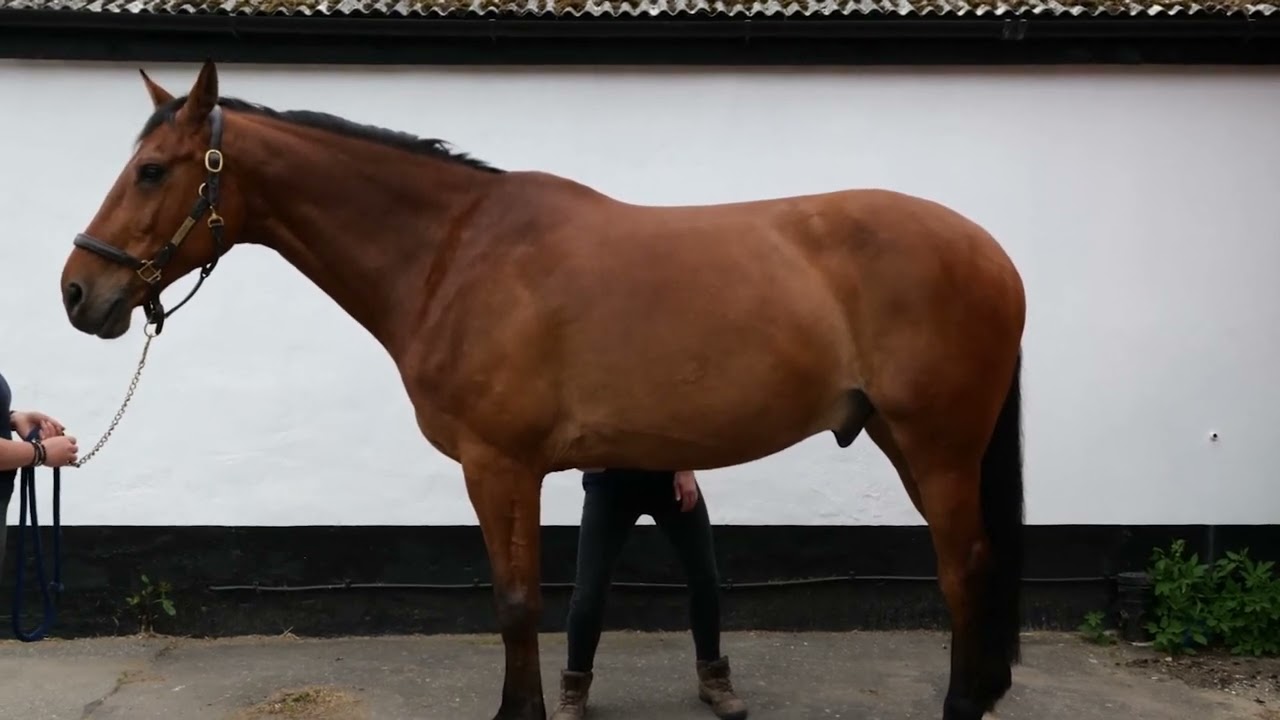 Horse Exercises | Abdominal Lift