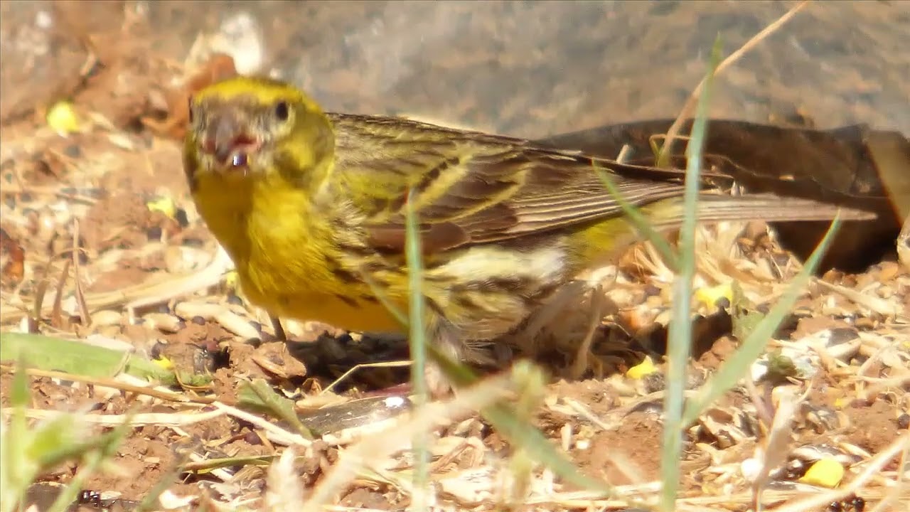 Aguardo en Villa Beatriz.serin verdecillos .3º 12-6-2025.Mp4.