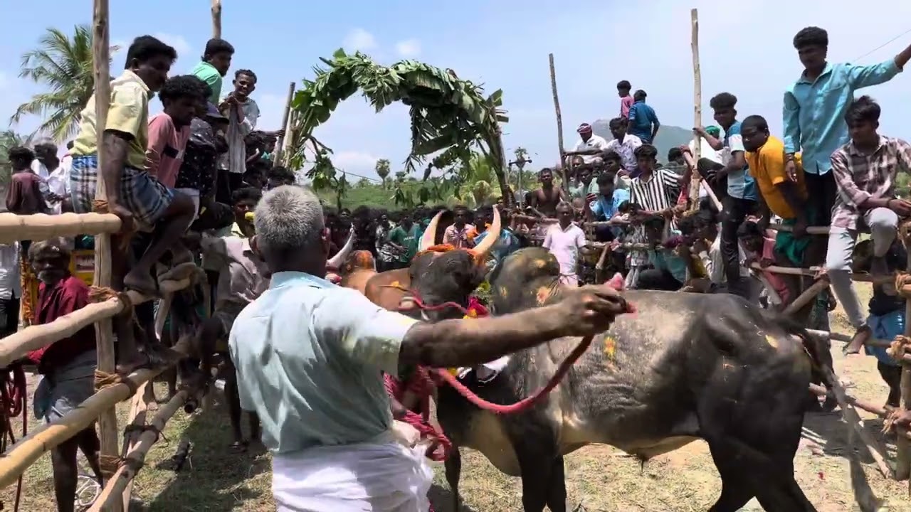 karuppukudipatti manjuvirattu 2025 ponnamaraavathi 