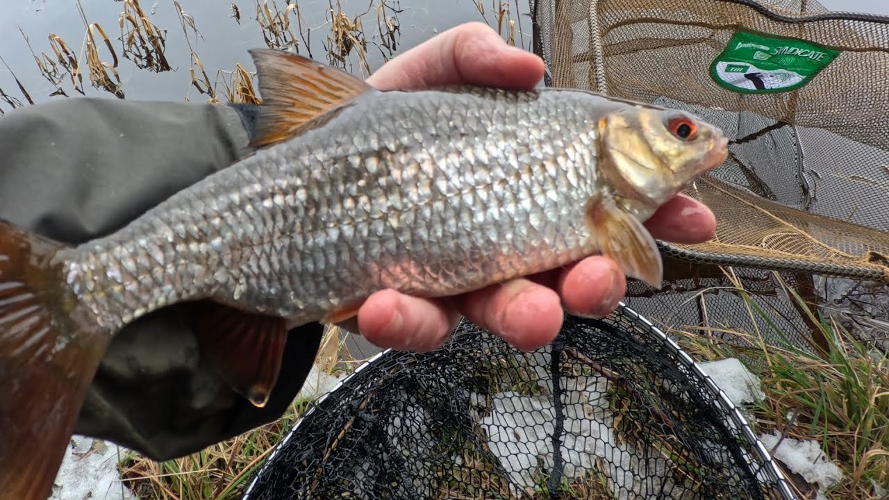 Winter roach fishing. 