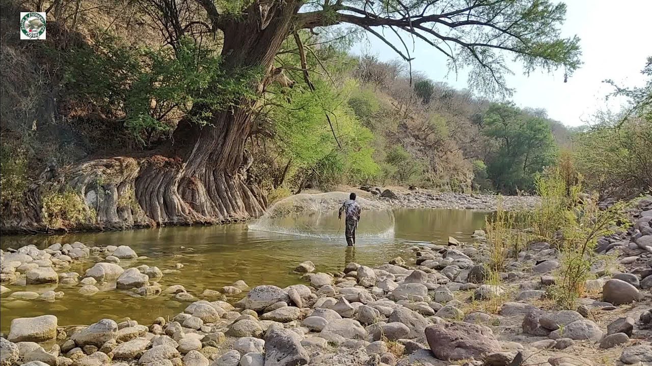 charcos nuevos tarrayazos llenos muchas tilapias en los charcos