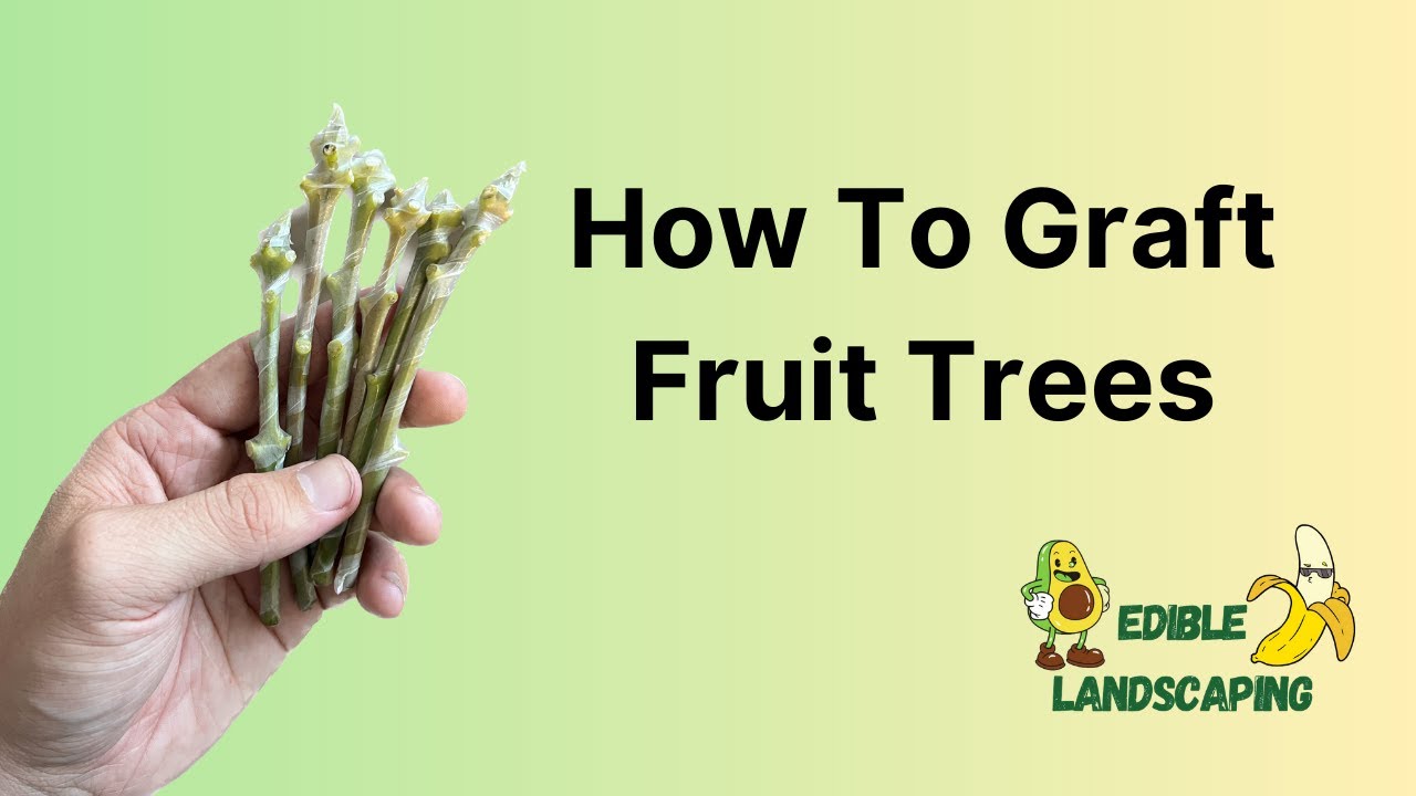 How to Graft Fruit Trees (Mango, Avocado, Lychee, etc..)
