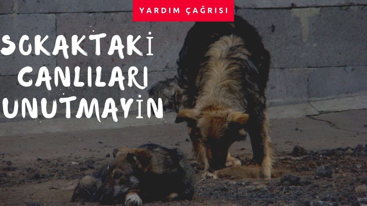 Sokak Canlılarına Nasıl Yardım Edebiliriz ( HAYVAN SEVGİSİ )