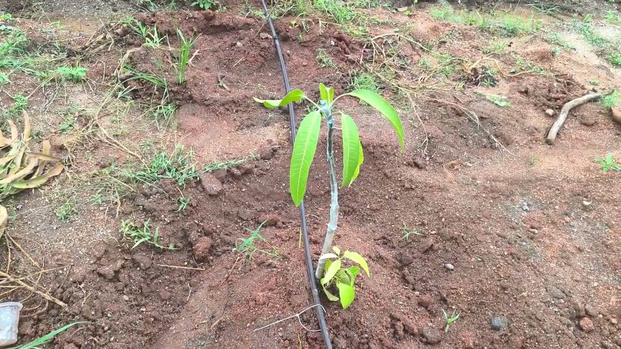EP91 | How Mango Plants Look after Pruning | Naiwik Farms