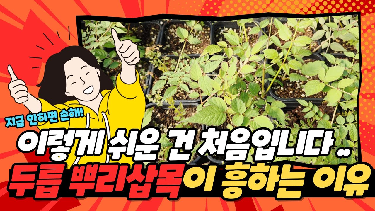 지금 안하면 손해! 쉬운 두릅 뿌리삽목, 초보자도 가능합니다