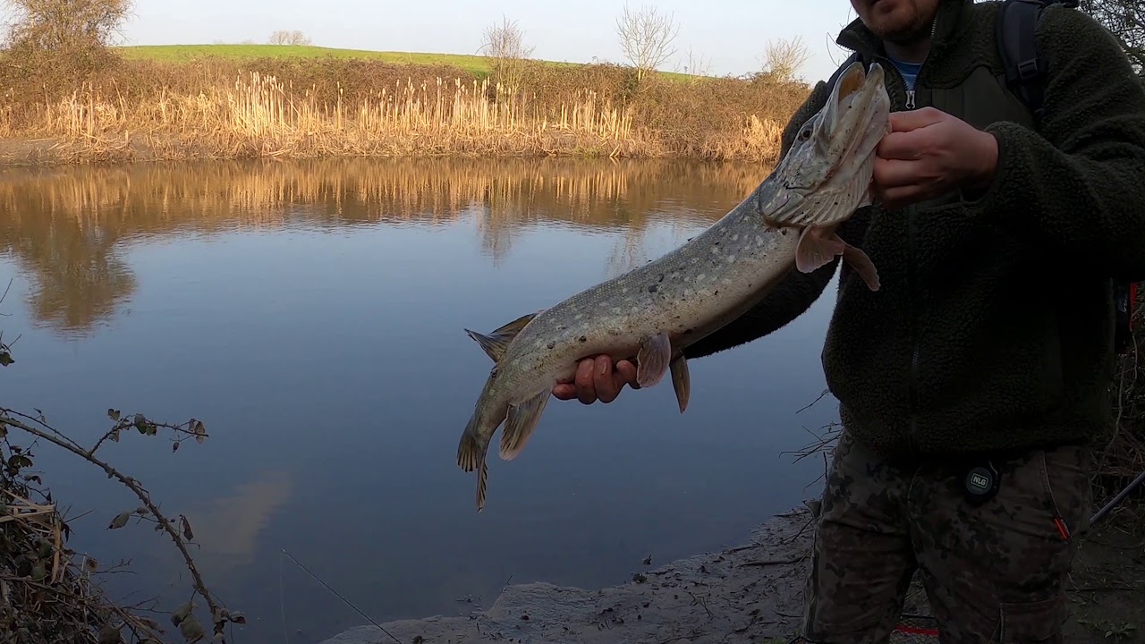 ❌ Știucă și biban prinși la drop shot.🎣