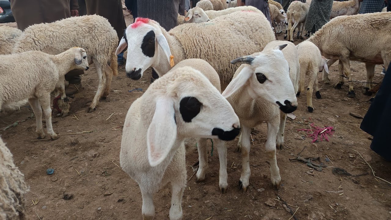 مباشرة من قلب سوق جمعة العرارشة 
