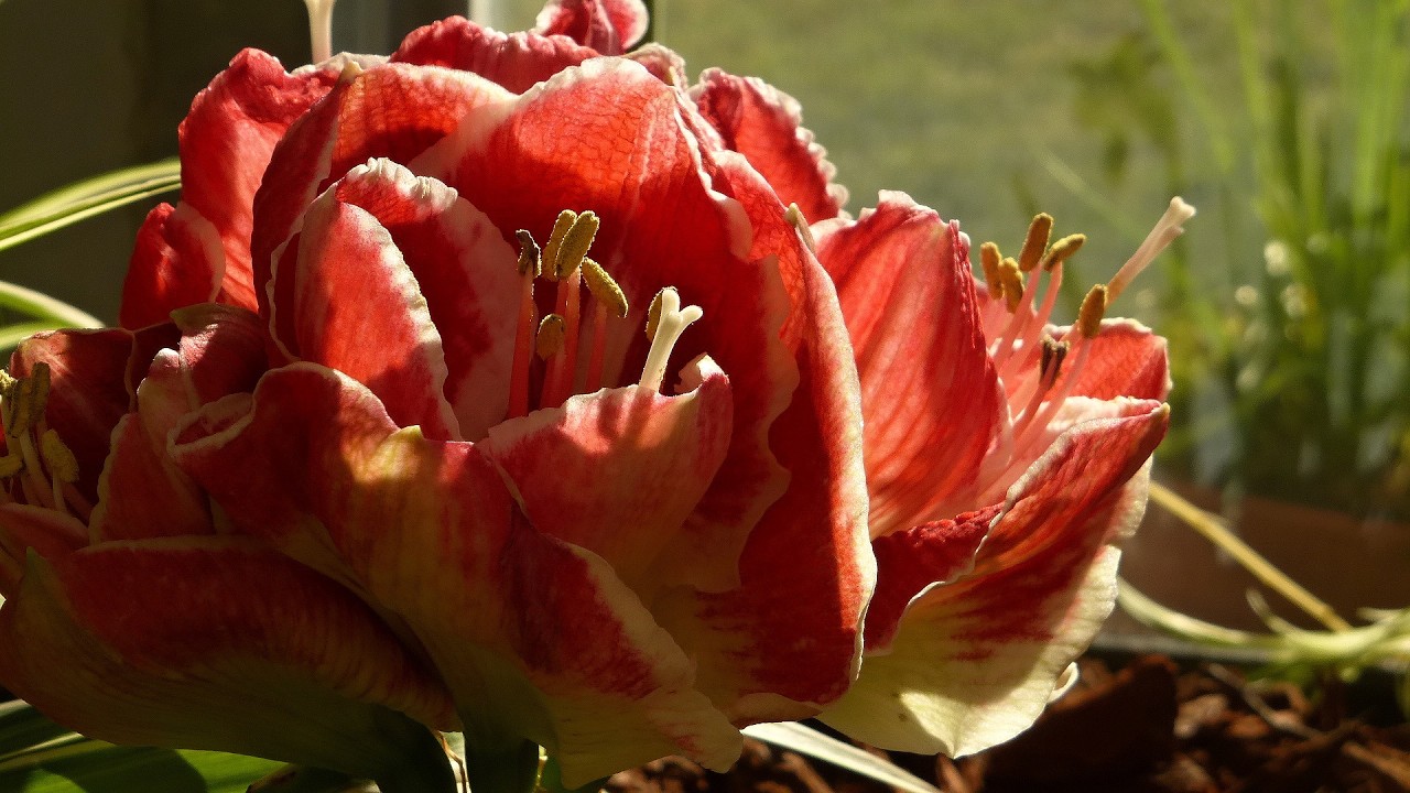 Předjaří v Královské zahradě