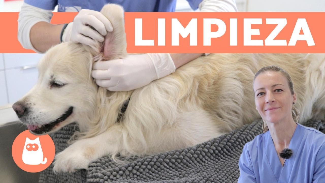 Cómo LIMPIAR LAS OREJAS de UN PERRO 🐶🩺 (Curso de Auxiliar Técnico Veterinario)