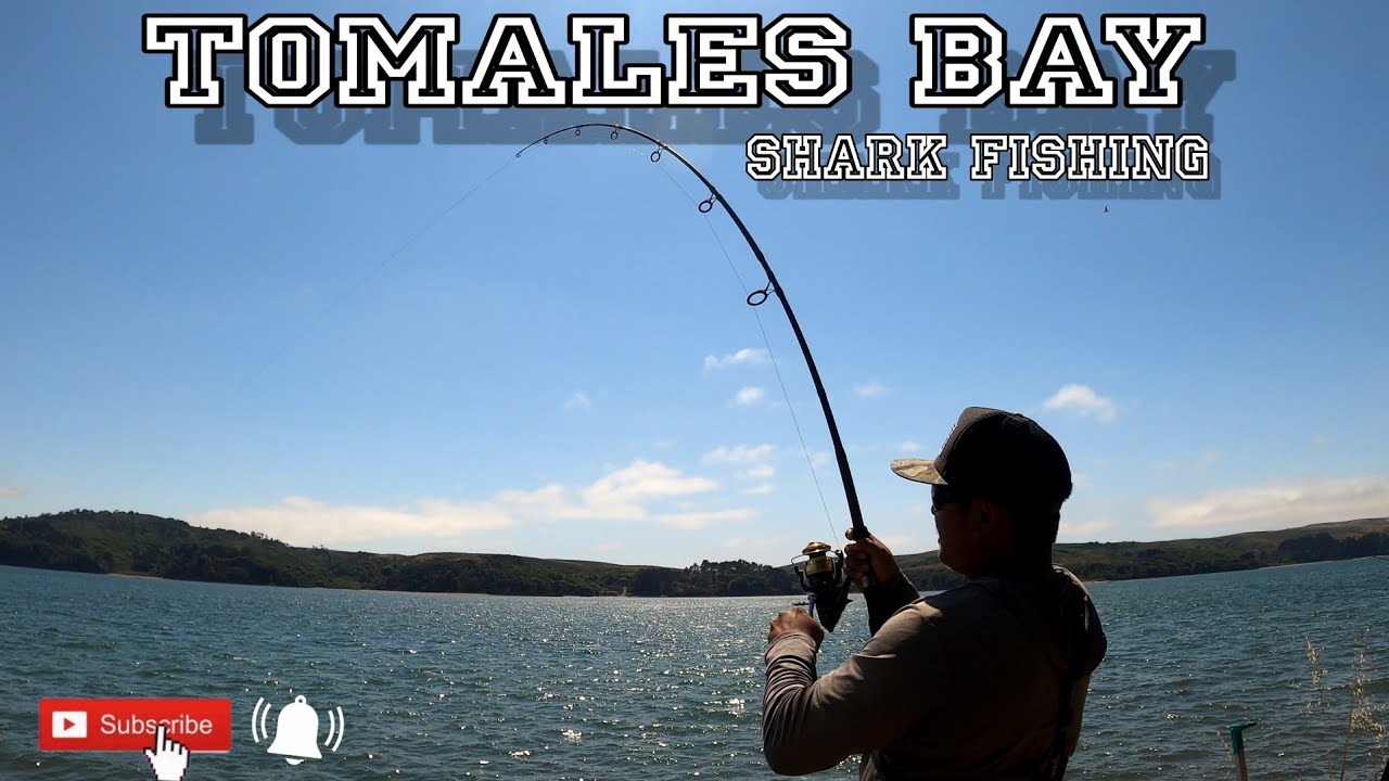 Tomales Bay  [ Shark Fishing For Shark Week ] 🦈