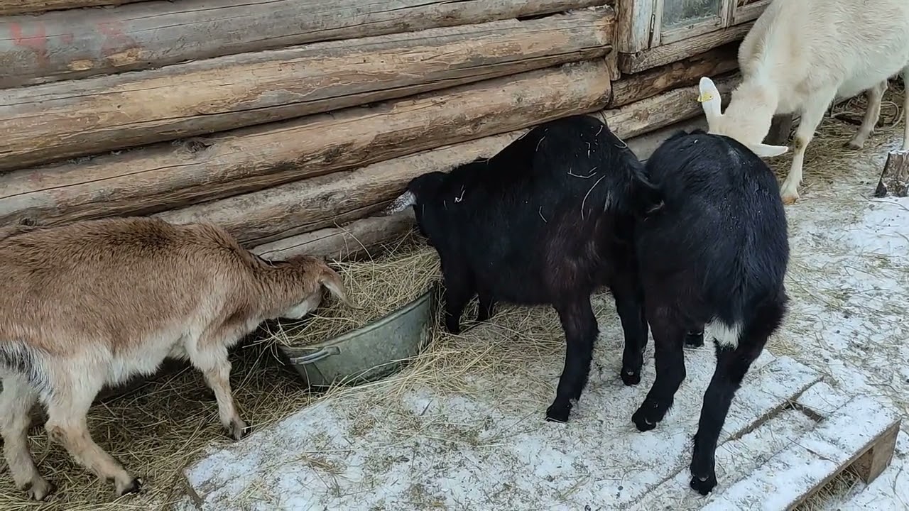 Ответы на ваши вопросы.