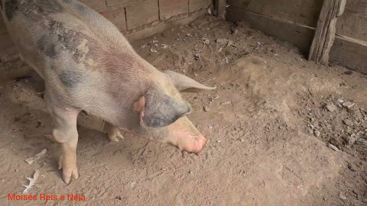Porco no chiqueiro 