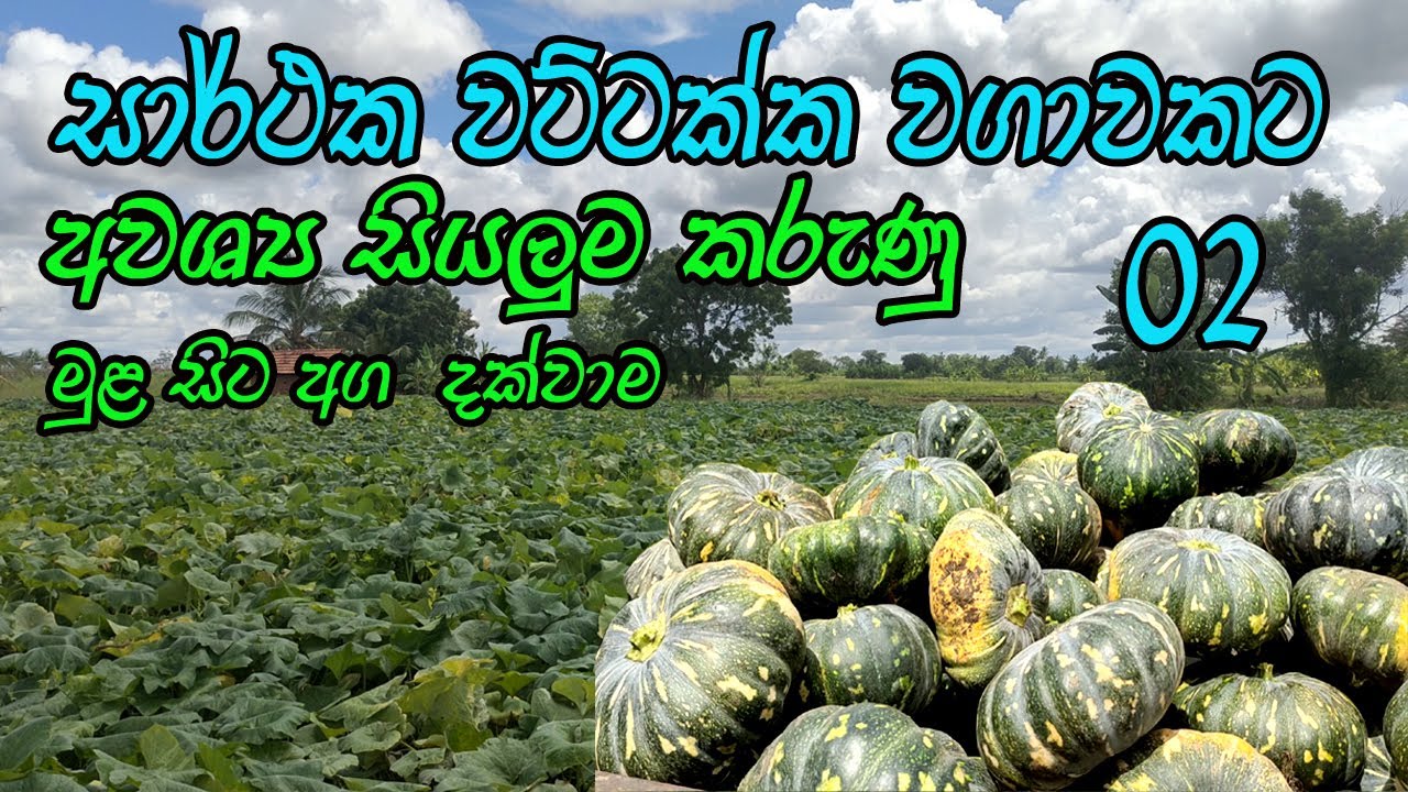 වට්ටක්කා වගාව මුල සිට අග දක්වා  සියළු විස්තර / pumpkin cultivation / wattakka wagawa