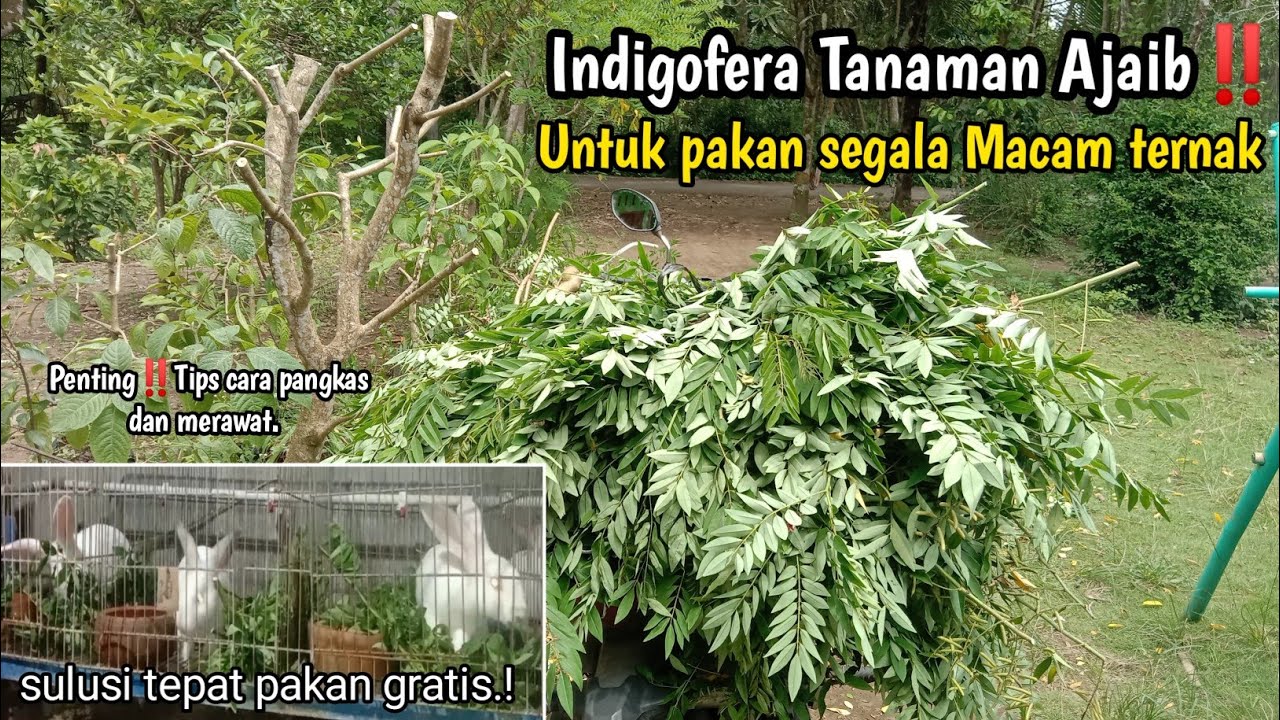 Tanaman Ajaib‼️Solusi pakan ternak Gratis Dengan Nutrisi Lengkap,Peternak wajib Tanam