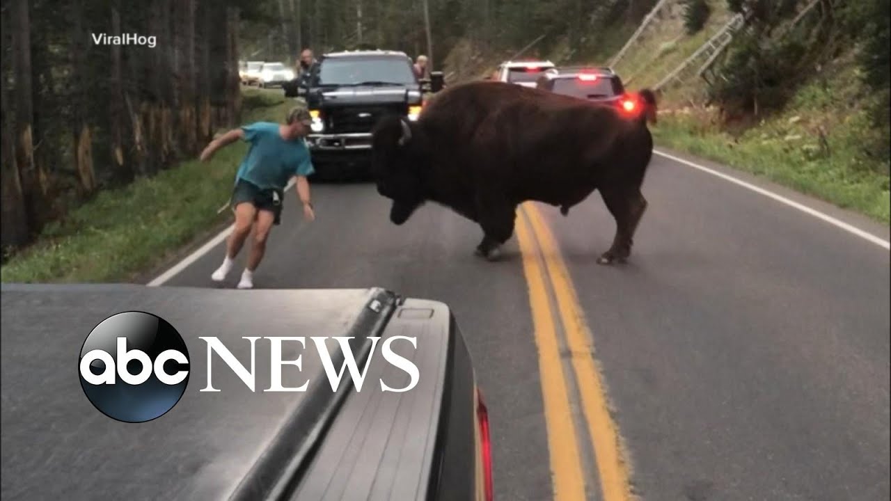 Man gets out of car to taunt bison at Yellowstone