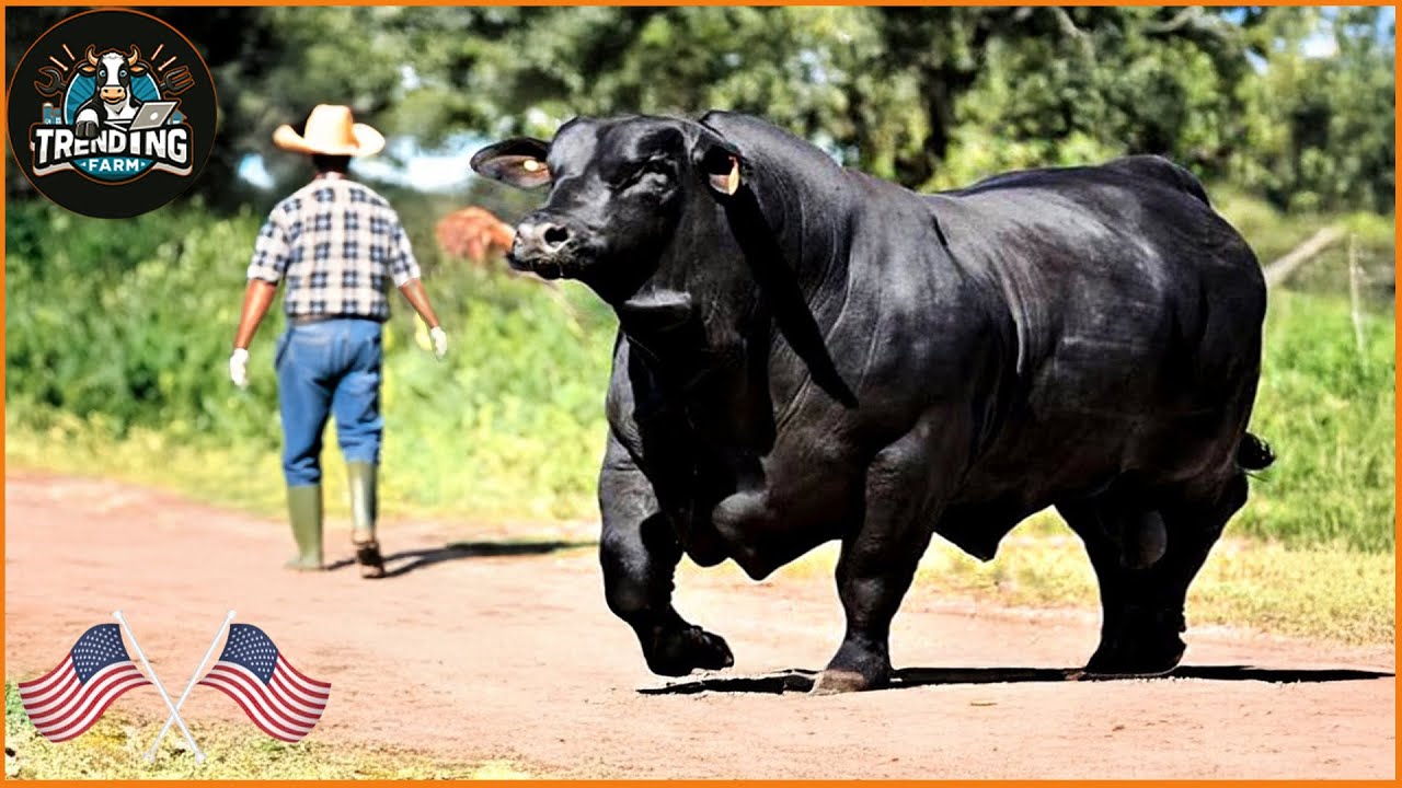 15 Meetings With The World's Most Expensive Bulls – Luxury Livestock | Processing Factory #bull #cow