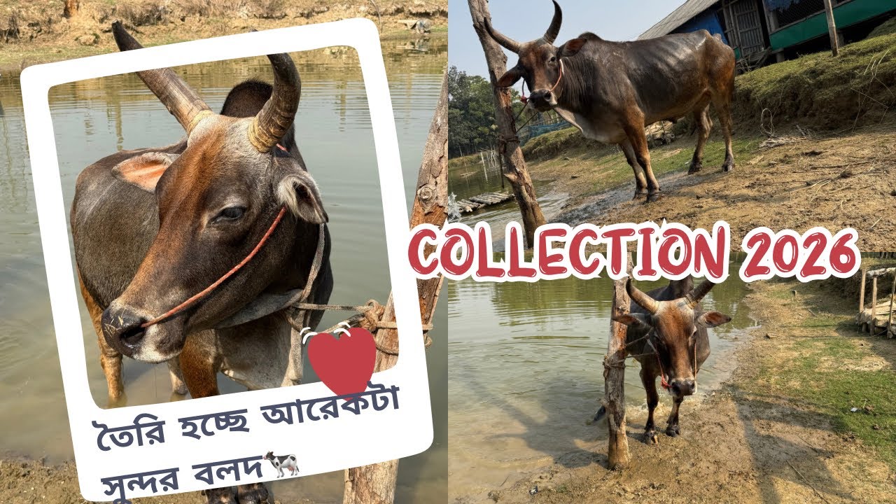 Alhumdulillah🤗২০২৬ সিজনের জন্য তৈরি হচ্ছে আরেকটা সুন্দর বলদ🐄