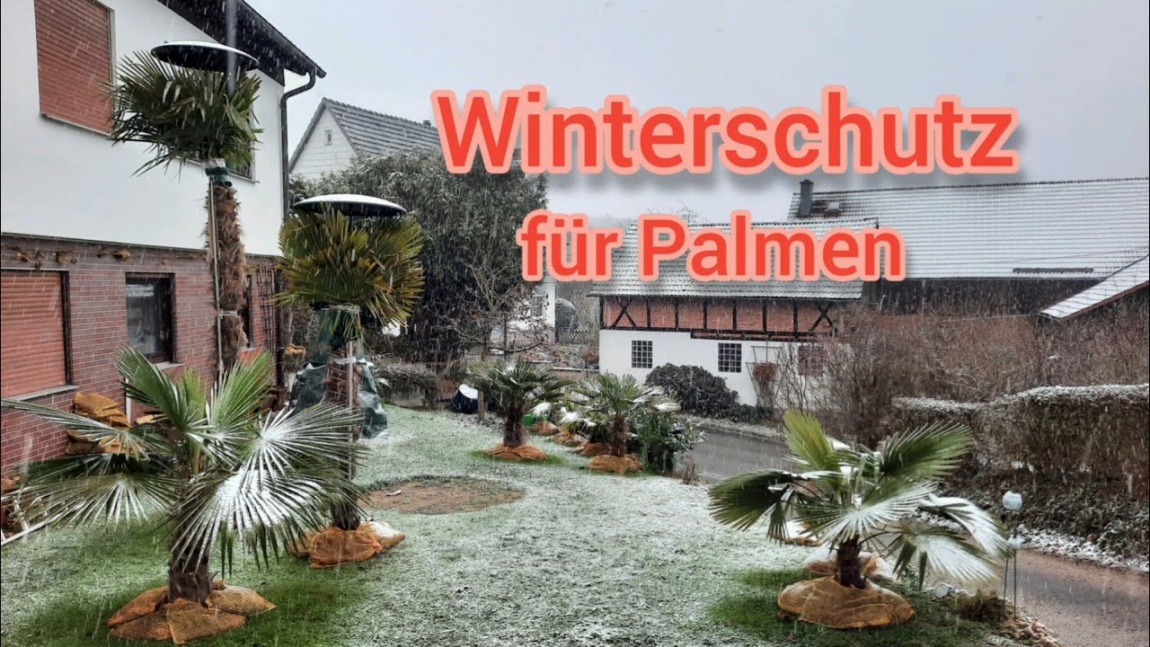 Winterschutz für Palmen 🌴 bis - 8 C, Trachycarpus fortunei, Hanfpalme,  Freilandpalme, Winter Palm