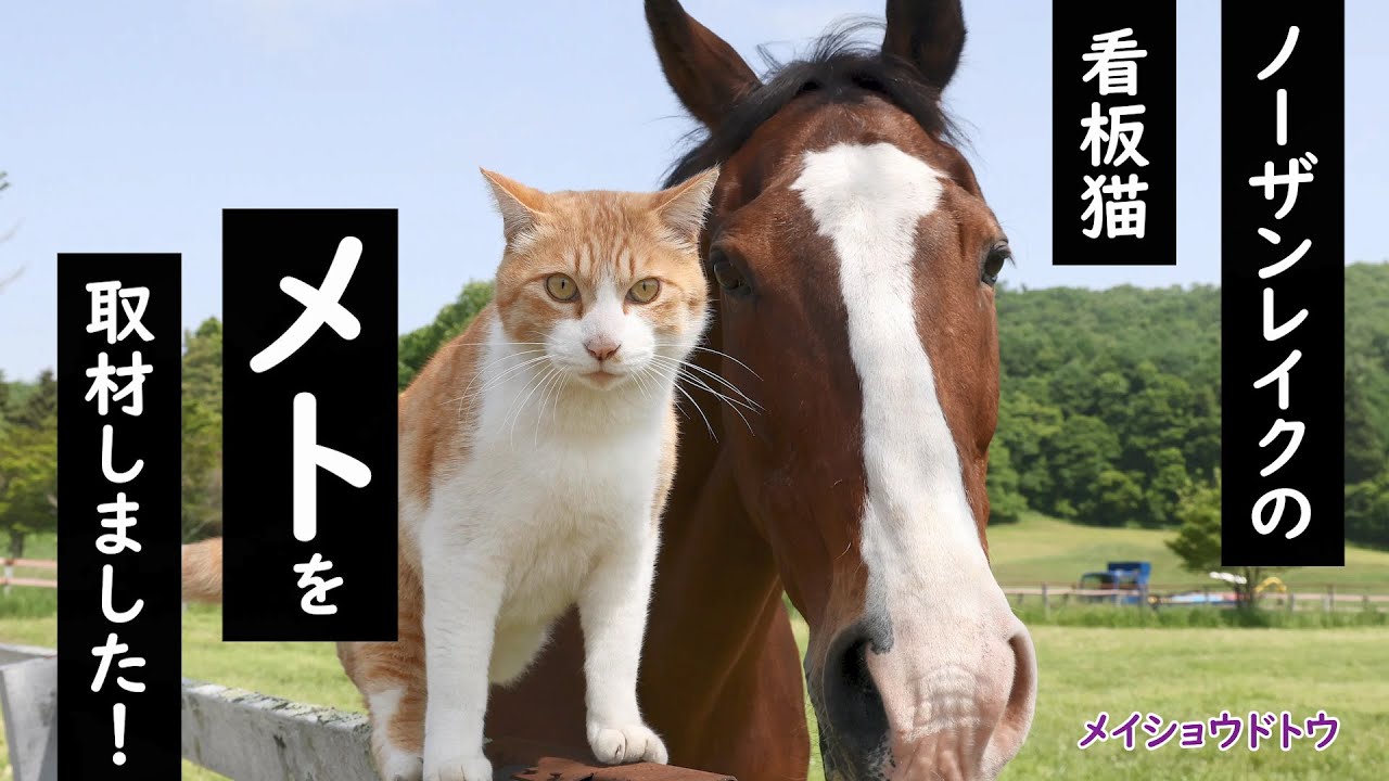 メイショウドトウやネコパンチと仲良し！？ノーザンレイクの看板猫「メト」に密着！