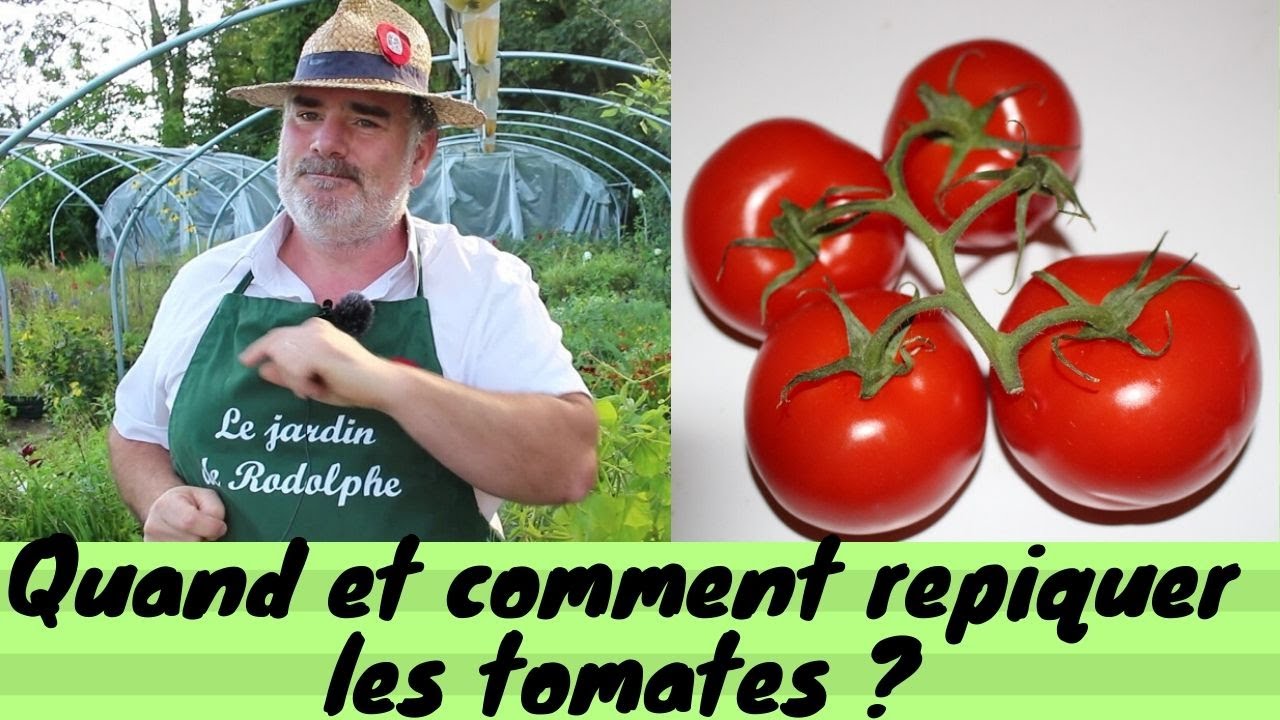 Quand et comment repiquer les tomates ?