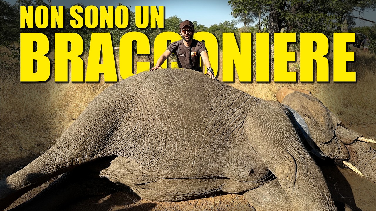 Abbiamo sedato un elefante
