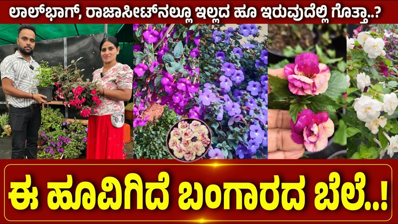 KODAGU | ಈ ಹೂವಿಗಿದೆ ಬಂಗಾರದ ಬೆಲೆ..!