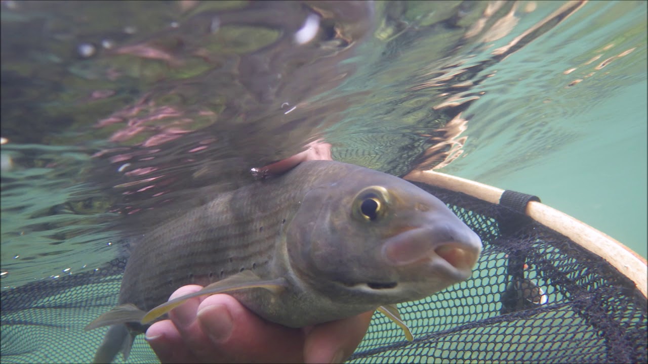 La Haute Loue 2019, Pêche mouche - 3