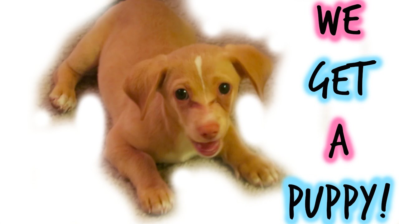 WE GET A PUPPY! | Lindsey's Life