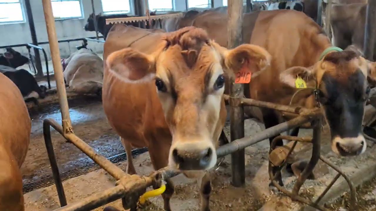 Sunshine Dairy Mennonite family farm!