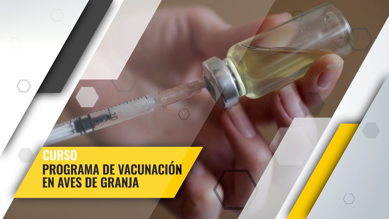 🐔CURSO: 🐤 PROGRAMA DE VACUNACIÓN EN AVES DE GRANJA (BROILER,CRIOLLAS Y GALLINAS DE POSTURA) 🐥🐤