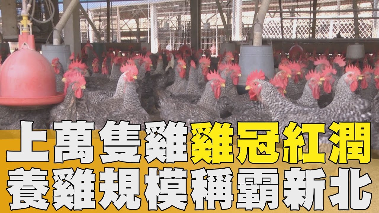 放山雞雞冠紅潤 業者自豪養雞規模新北最大