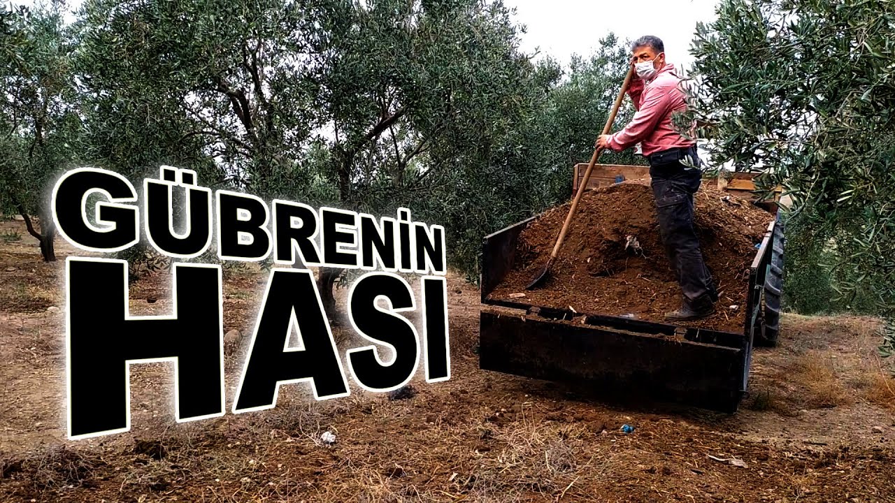 Zeytine Hayvan Gübresini Dağıtıyoruz || Hayvan Gübresinin Önemi !!