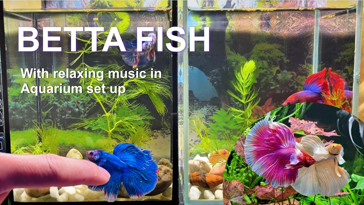 Look at These Stunning Fish Varieties in tank set up I #explore168