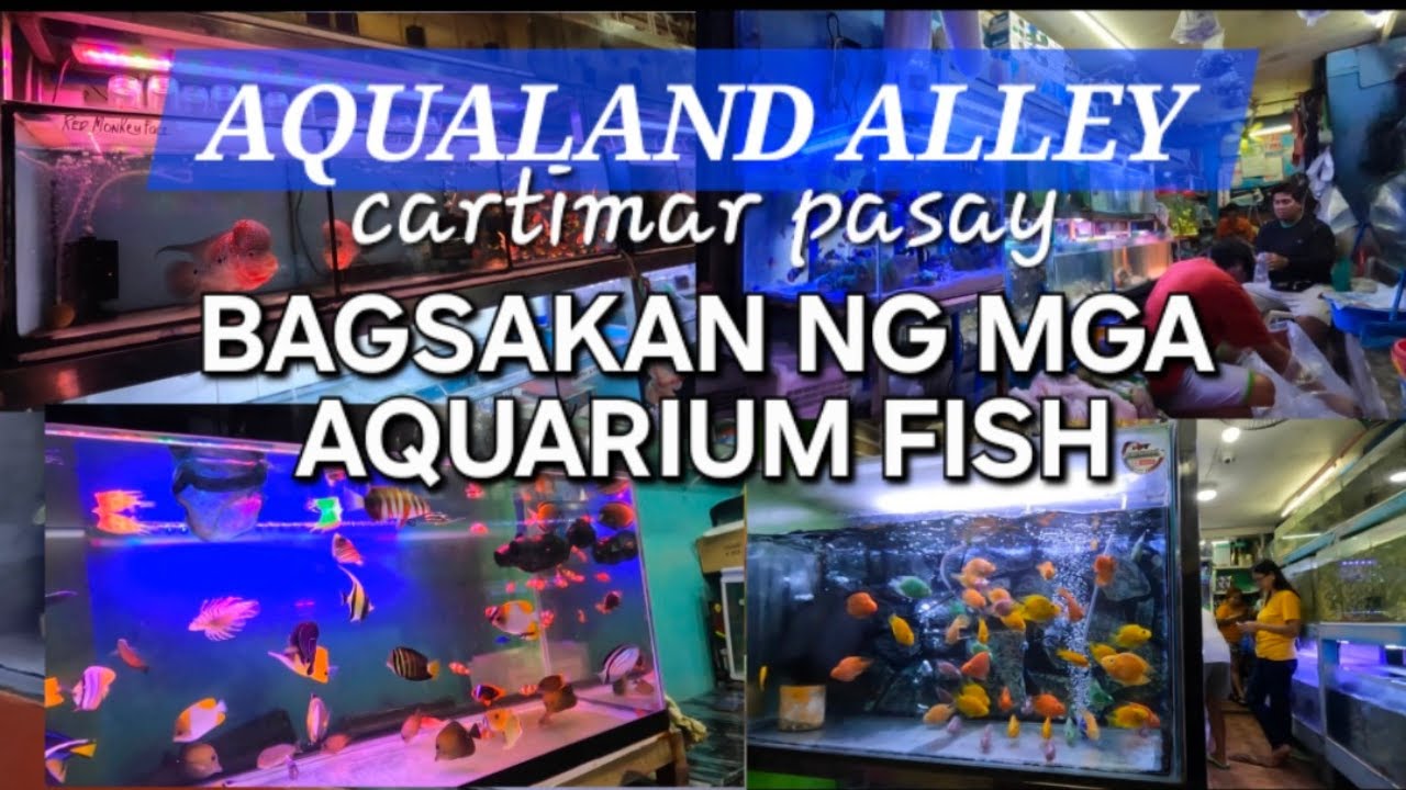 BAGSAKAN NG MGA AQUARIUM FISH SA CARTIMAR PASAY.MADAMING MAGANDANG ISDA ANG MABIBILI NYO DITO.